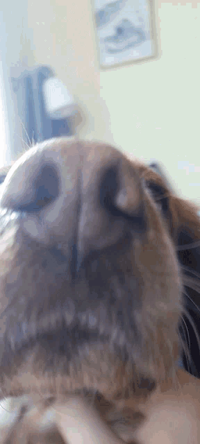 a close up of a dog 's nose with a picture of a fish in the background