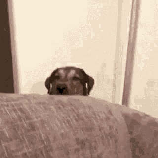 a dog is peeking over the back of a couch and looking at the camera .