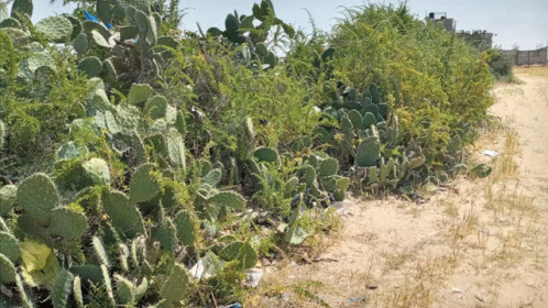 a bunch of cactus plants are growing in the dirt