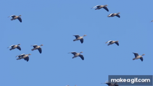 Goose Greylag GIF - Goose Greylag Fly GIFs