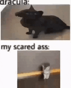 a black cat with a witch hat on is sitting on the floor next to a picture of a scared ass .