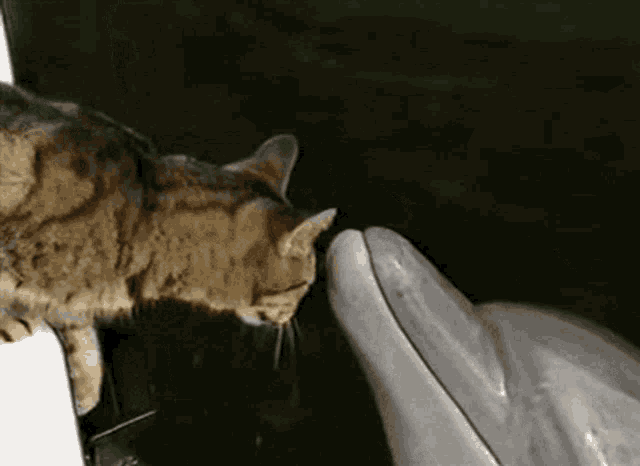 Pişik Delfin GIF - Pişik Delfin Cat GIFs