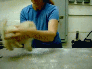 Training A Paso Fino Pomeranian GIF - Cute Dog Pets GIFs