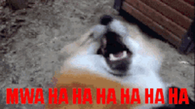 a dog is laughing with the words mwa ha ha ha ha ha