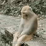 a monkey is sitting on a rock with a cat and says `` i miss you mama '' .