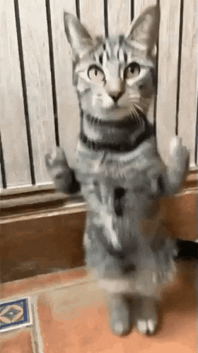 a cat is standing on its hind legs with its arms outstretched and giving the middle finger .