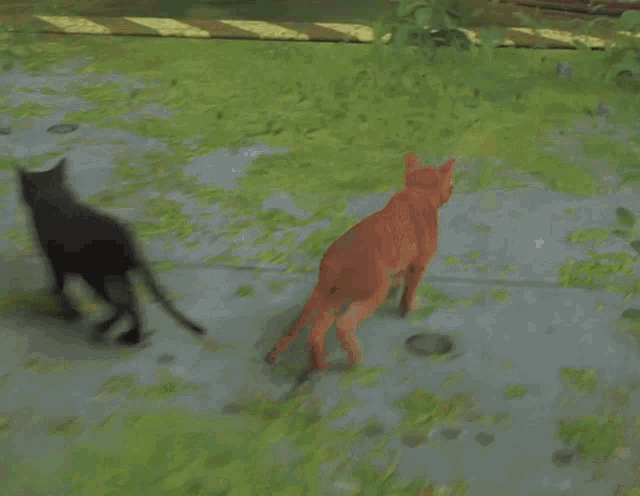 Strat Cat Game GIF - Strat Cat Game Indie Game GIFs