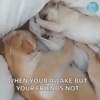 Are You Awake Wake Up GIF - Are You Awake Wake Up Dog GIFs