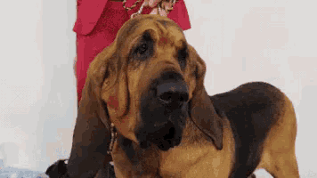 a bloodhound dog is sitting next to a woman in a red dress and looking at the camera .