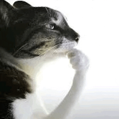 a black and white cat is holding a white mug in its mouth .