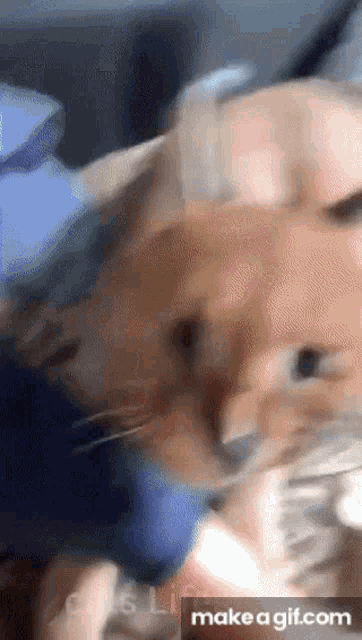 Cat Hissing GIF - Cat Hissing Denas GIFs