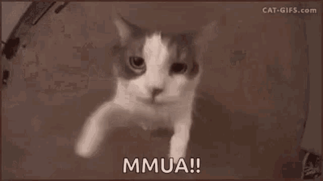 a close up of a cat 's face with the words `` mmua '' written on the bottom .