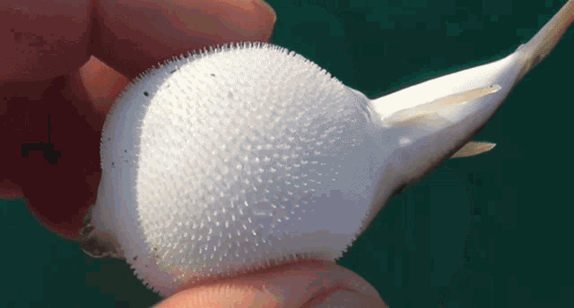 a person is holding a fish with a white bump on it