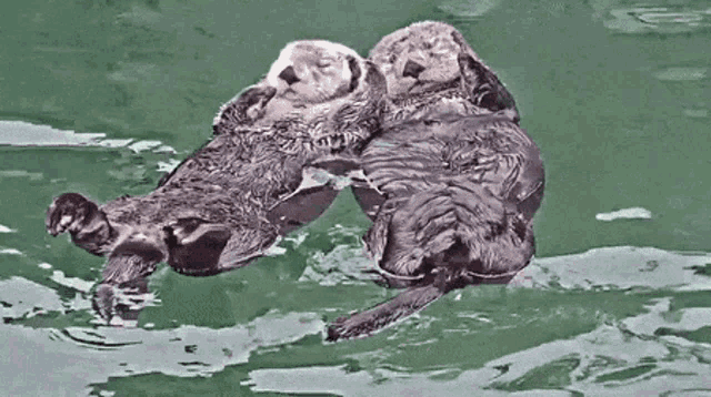 Otters Sea Otter GIF