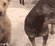 two dogs are standing next to each other in the snow and one of them is looking at the camera .