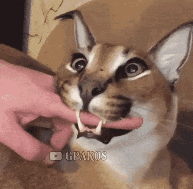 a close up of a cat with a person 's finger in its mouth