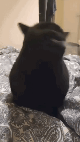 Sikucinghitam Kucing Hitam GIF - Sikucinghitam Kucing Hitam Akutuh GIFs