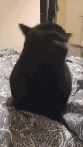 a black cat is sitting on a bed with paisley sheets