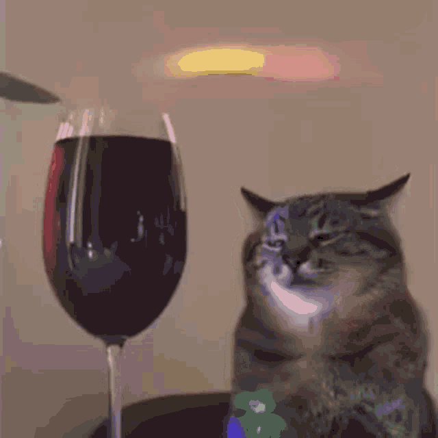 Cat Party Wine GIF - Cat Party Wine Sad GIFs