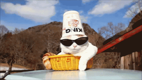 Noodle Hat? No Ty. GIF - Cats Lol GIFs
