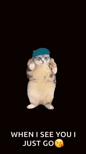 Fat Cat Dancing Cat GIF - Fat Cat Dancing Cat GIFs