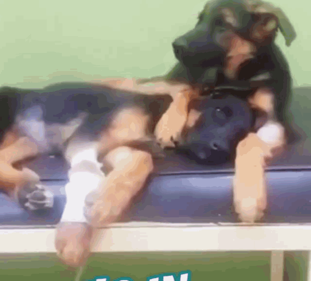Doggos Hugging GIF - Doggos Hugging Sweet Couple GIFs