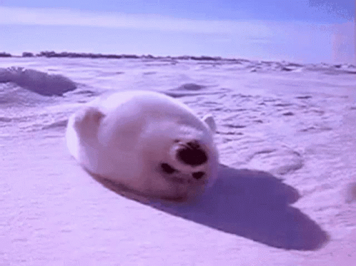 Baby Seal Blink GIF - Baby Seal Blink Cute GIFs