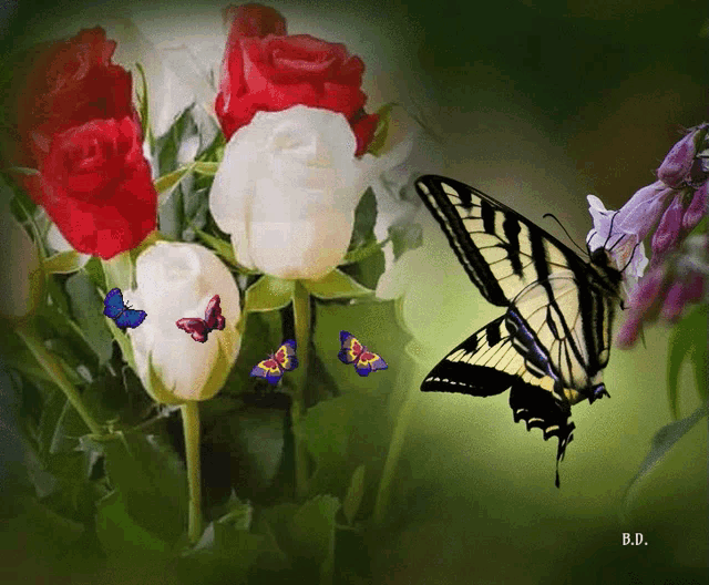 a painting of red and white roses with butterflies and the name b.d. at the bottom