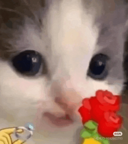 a close up of a cat eating a toy with a ring in its mouth .