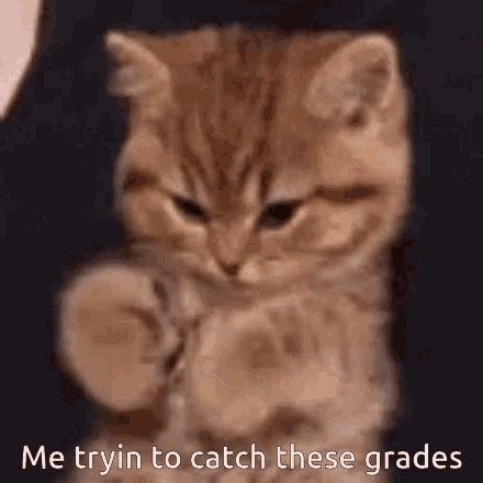 Catch Grades Slow GIF - Catch Grades Slow Cat GIFs