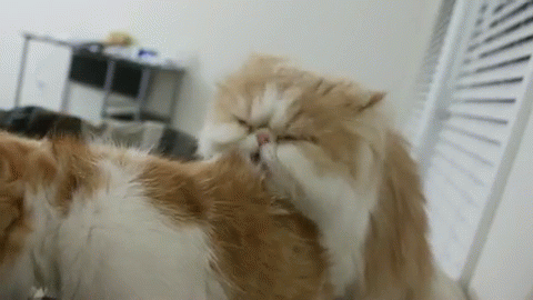Stop It. Please. GIF - Animals Cats Lick GIFs