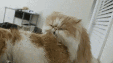 two cats are playing with each other in a room