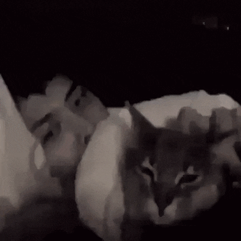 a man and a cat are laying in bed together .