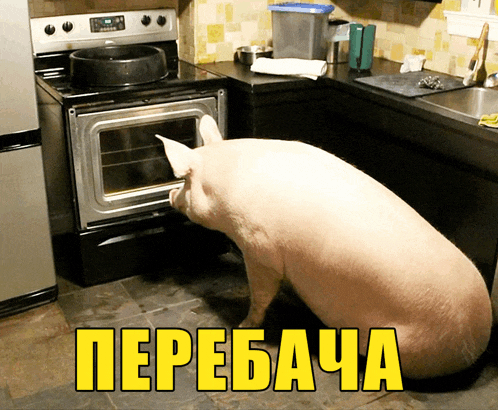 a picture of a pig looking into an oven with the words перебача in yellow