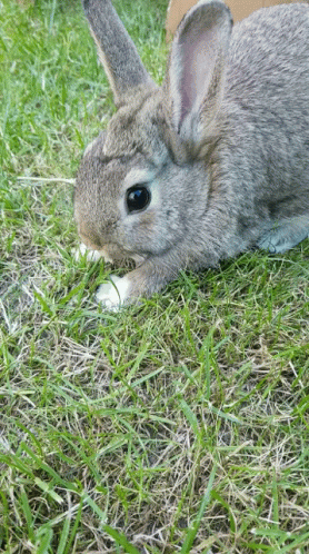 Konijn Rabbit GIF - Konijn Rabbit Cute GIFs