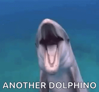 Dolphin Dolphino GIF - Dolphin Dolphino GIFs