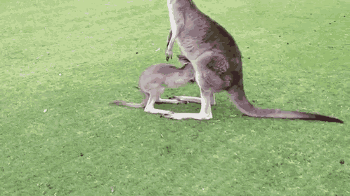 Kanga & Joey GIF - Touching Kangaroo Entering GIFs