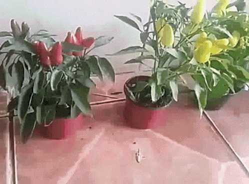 Peppers GIF - Peppers GIFs
