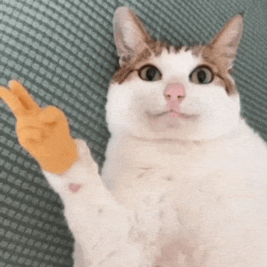 a cat with a chicken glove on its paw giving a peace sign