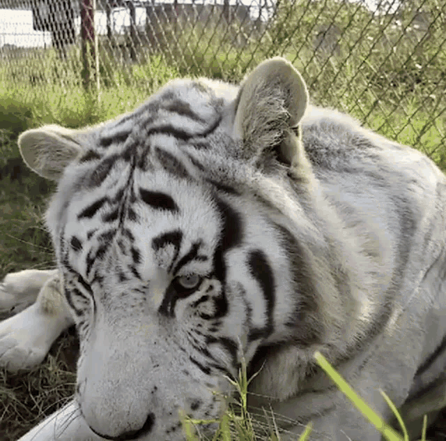 Tiger Cat GIF - Tiger Cat Tiger Tired GIFs