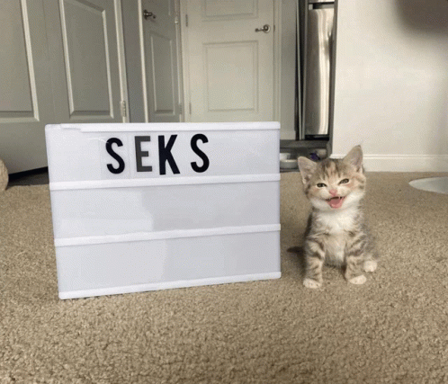 Sekz Cat GIF - Sekz Cat Scix GIFs
