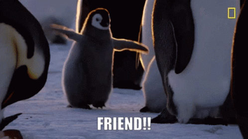 Friend Penguin GIF - Friend Penguin Baby Penguin GIFs