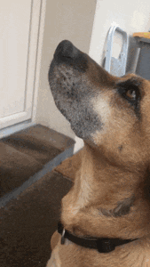 a close up of a brown dog looking up at something