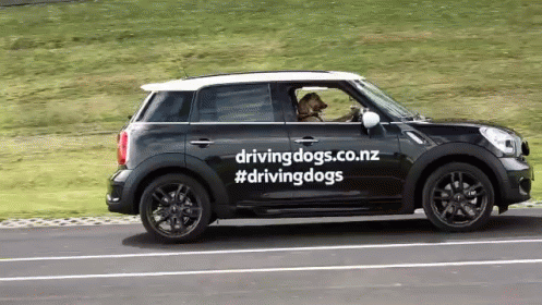 Porter, The Driving Dog GIF - Animals Dog Porter GIFs