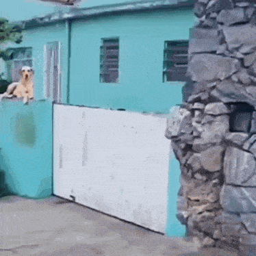 a dog is looking out of a window next to a building
