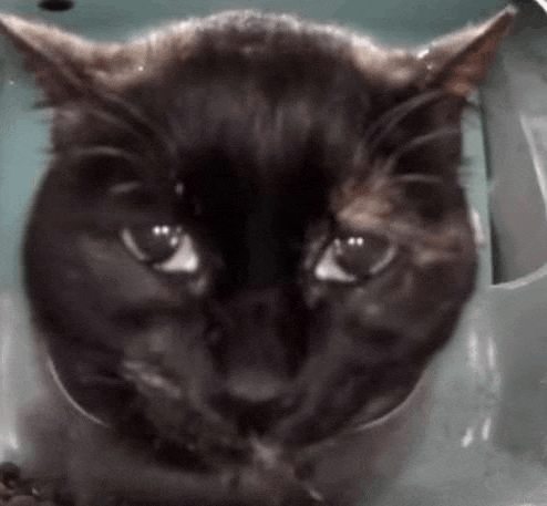 a close up of a black cat 's face sitting in a plastic container .
