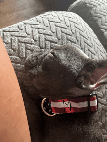 a dog wearing a red white and blue american flag collar sleeping on a couch