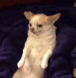 Dog Chihuahua GIF - Dog Chihuahua Shock GIFs