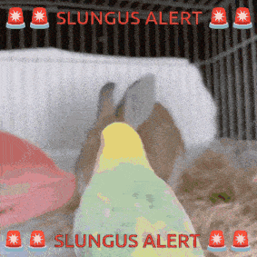 a picture of a bird and a rabbit that says ' slungus alert ' on the bottom