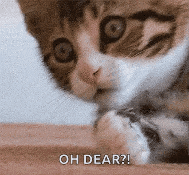 Oh No Oh My GIF - Oh No Oh My Cat GIFs